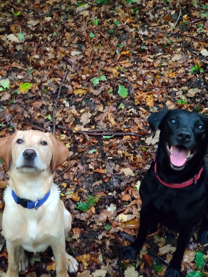 Two labradors together